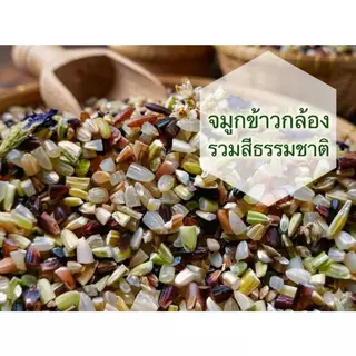 จมูกข้าวกล้องรวม 1 Kg จิ๋วแต่แจ๋ว อุดมไปด้วยสารกาบาที่มีประโยชน์ต่อร่างกาย