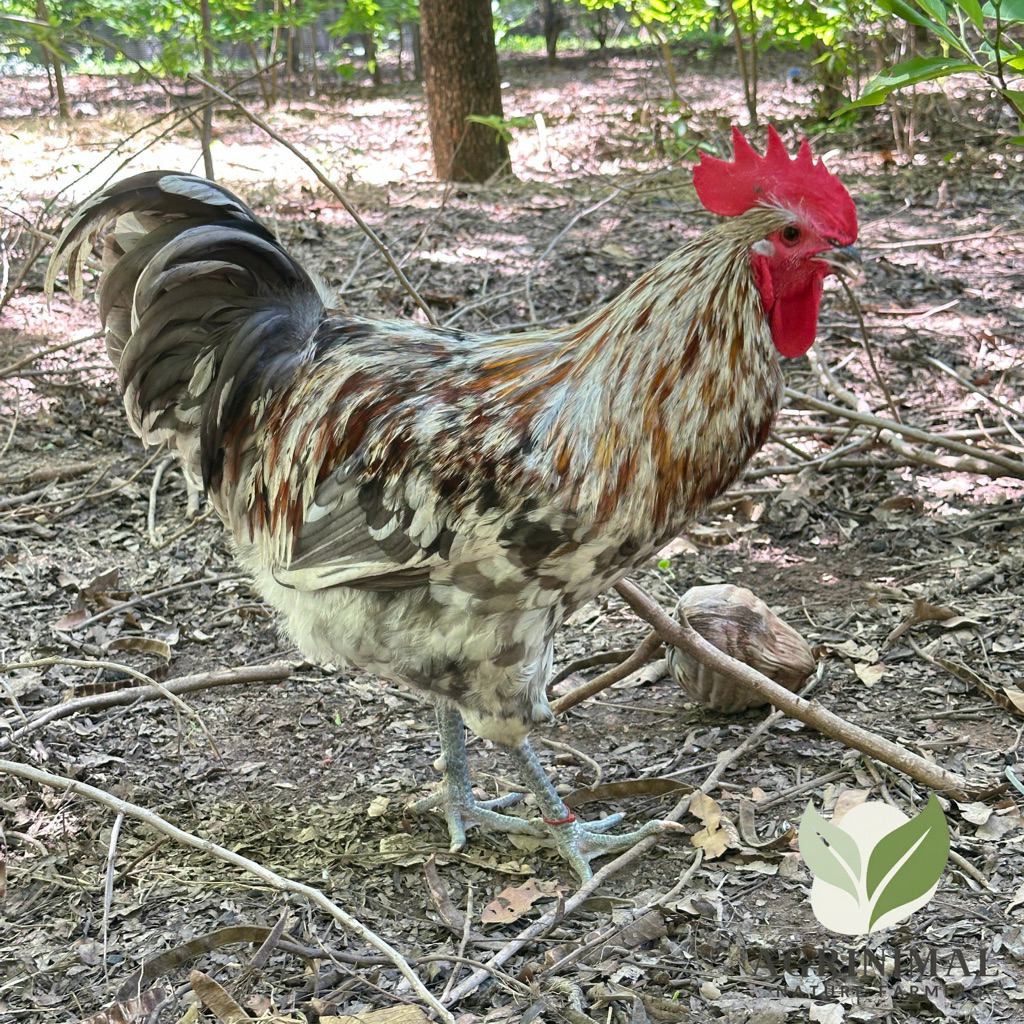 ไข่เชื้อ ไก่ไข่ รับประกันเชื้อ 50% Easter Egger