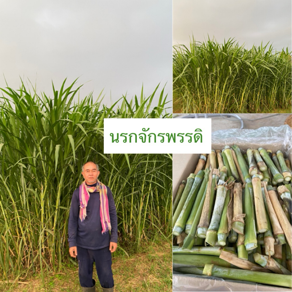 พันธุ์หญ้านรกจักรพรรดิ 50 ท่อน💥พันธุ์ทนแล้ง