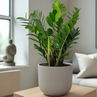 กวักมรกตเขียว กระถาง 11 นิ้ว zamioculcas zamiifolia pot “11