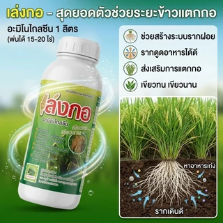 ฮอร์โมนสำหรับนาข้าว อะมิโนสาหร่ายทะเล เล่งกอ 1 ลิตร ข้าวแตกกอดี แตกรากยาว หาอาหารเก่ง ใบเขียวดำตั้งตรง ต้านโรคและแมลง