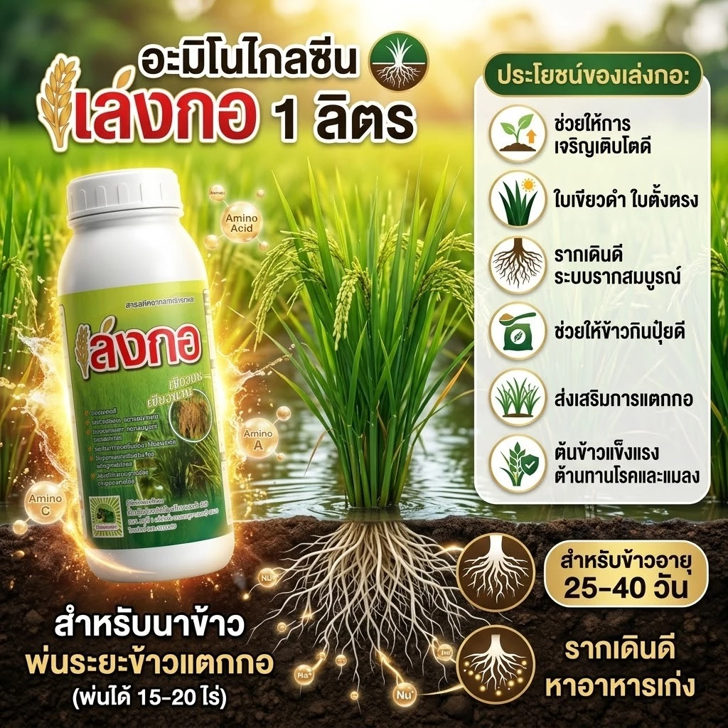 ฮอร์โมนสำหรับนาข้าว อะมิโนสาหร่ายทะเล เล่งกอ 1 ลิตร ข้าวแตกกอดี แตกรากยาว หาอาหารเก่ง ใบเขียวดำตั้งตรง ต้านโรคและแมลง