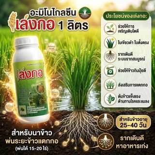 ฮอร์โมนสำหรับนาข้าว อะมิโนสาหร่ายทะเล เล่งกอ 1 ลิตร ข้าวแตกกอดี แตกรากยาว หาอาหารเก่ง ใบเขียวดำตั้งตรง ต้านโรคและแมลง