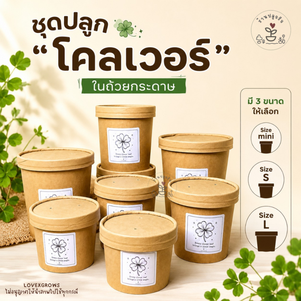 LXG : ชุดปลูก โคลเวอร์ (Clover) ในถ้วยกระดาษ ปลูกง่าย โตเร็ว มี 3 ขนาด ของขวัญ ของขวัญปัจฉิม ของชำร่วย