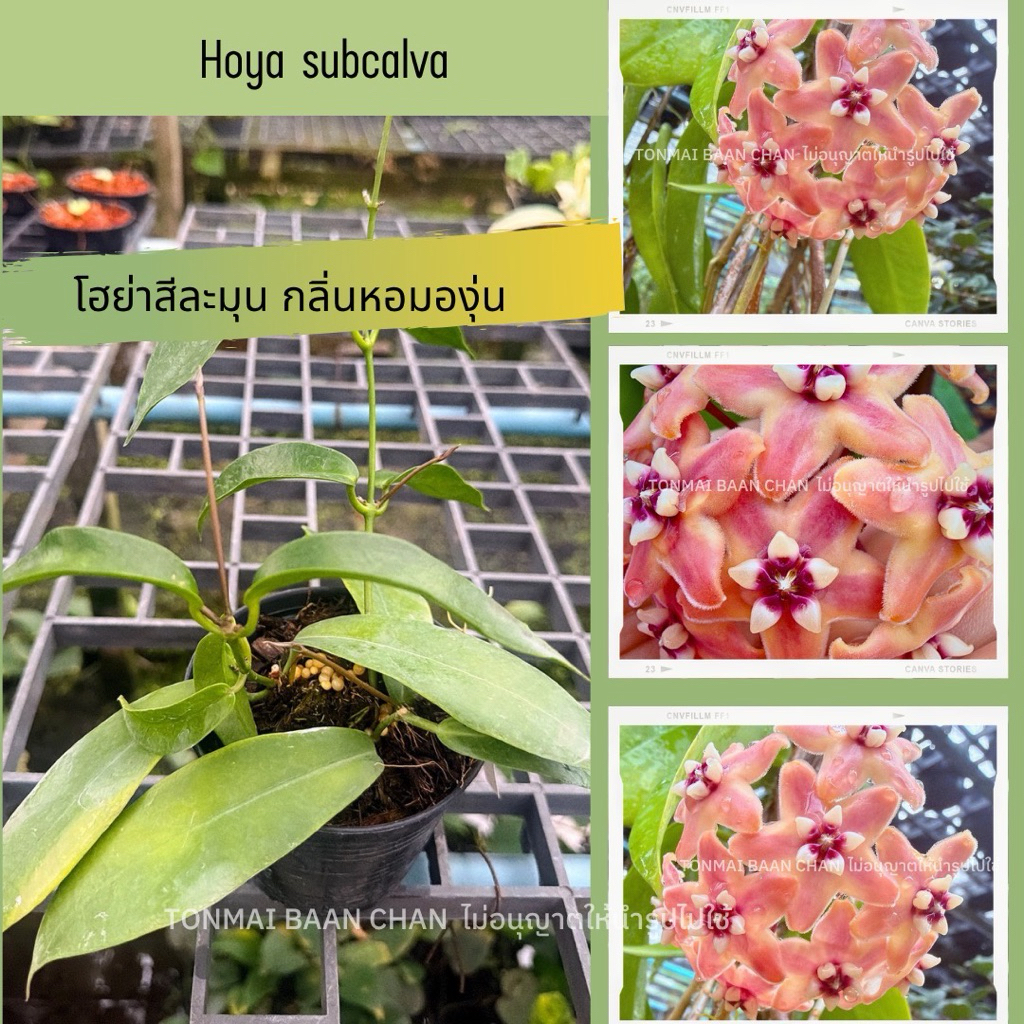 hoya subcalvaโฮย่าดอกสดใส กลิ่นหอมคล้ายองุ่น น่าหลงไหล