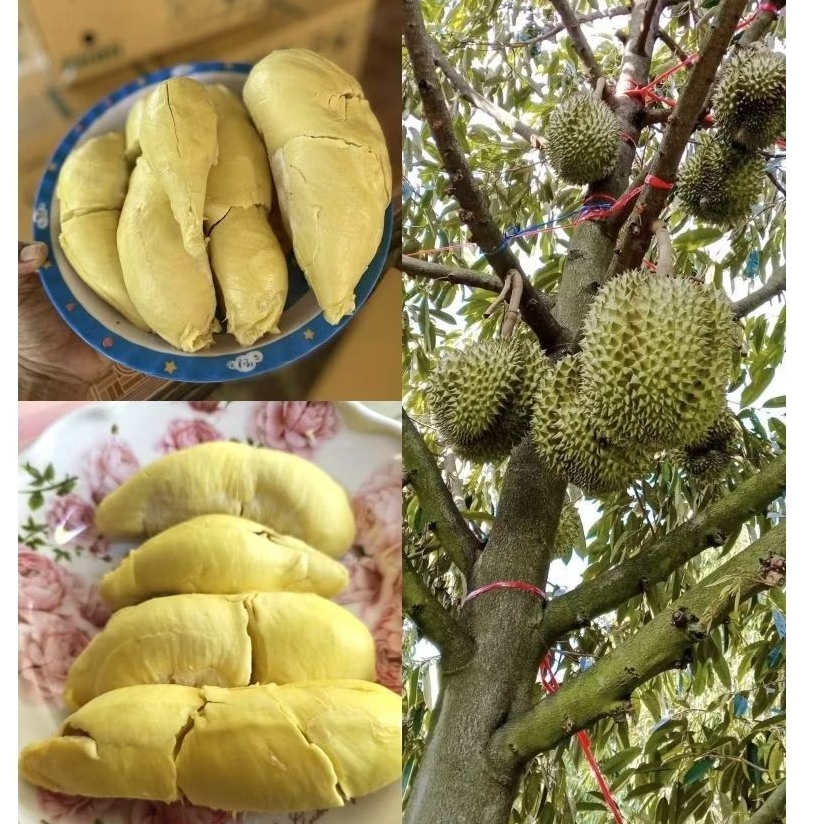 ทุเรียนภูเขาไฟศรีสะเกษแท้100% รสชาติหวานมันละมุนลิ้นสวนแขวนไว้ตัดแก่จัด