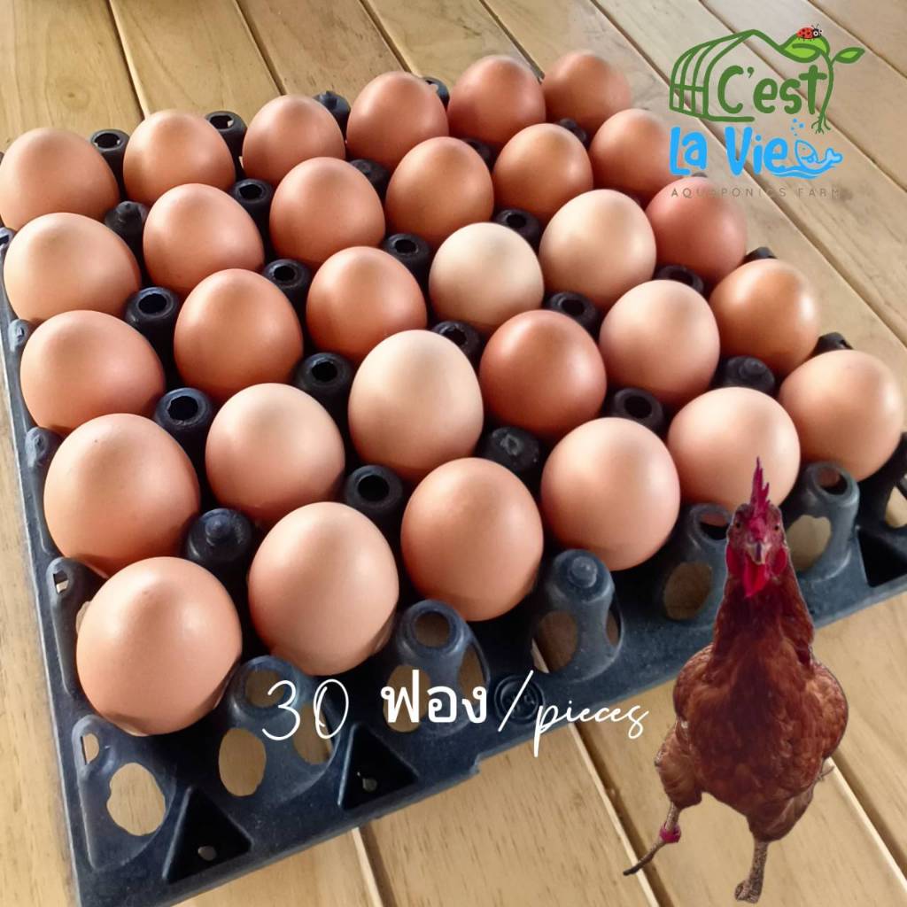 ไข่ไก่ปล่อยอิสระ Free Range Eggs ปลอดสาร สดใหม่จากฟาร์ม อร่อยไข่แดงมันนัว (30 ฟอง/30 eggs)คละไซส์