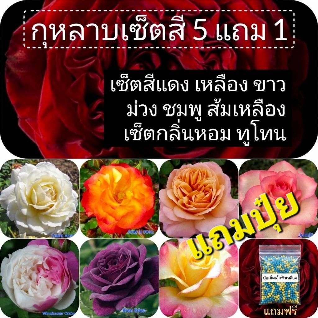 ซื้อ 5 แถม 1 ต้นกุหลาบ แบบเซ็ต เซ็ตสีแดง เหลือง ส้ม ชมพู ม่วง เหลือง ขาว ทูโทน มีกลิ่นหอม