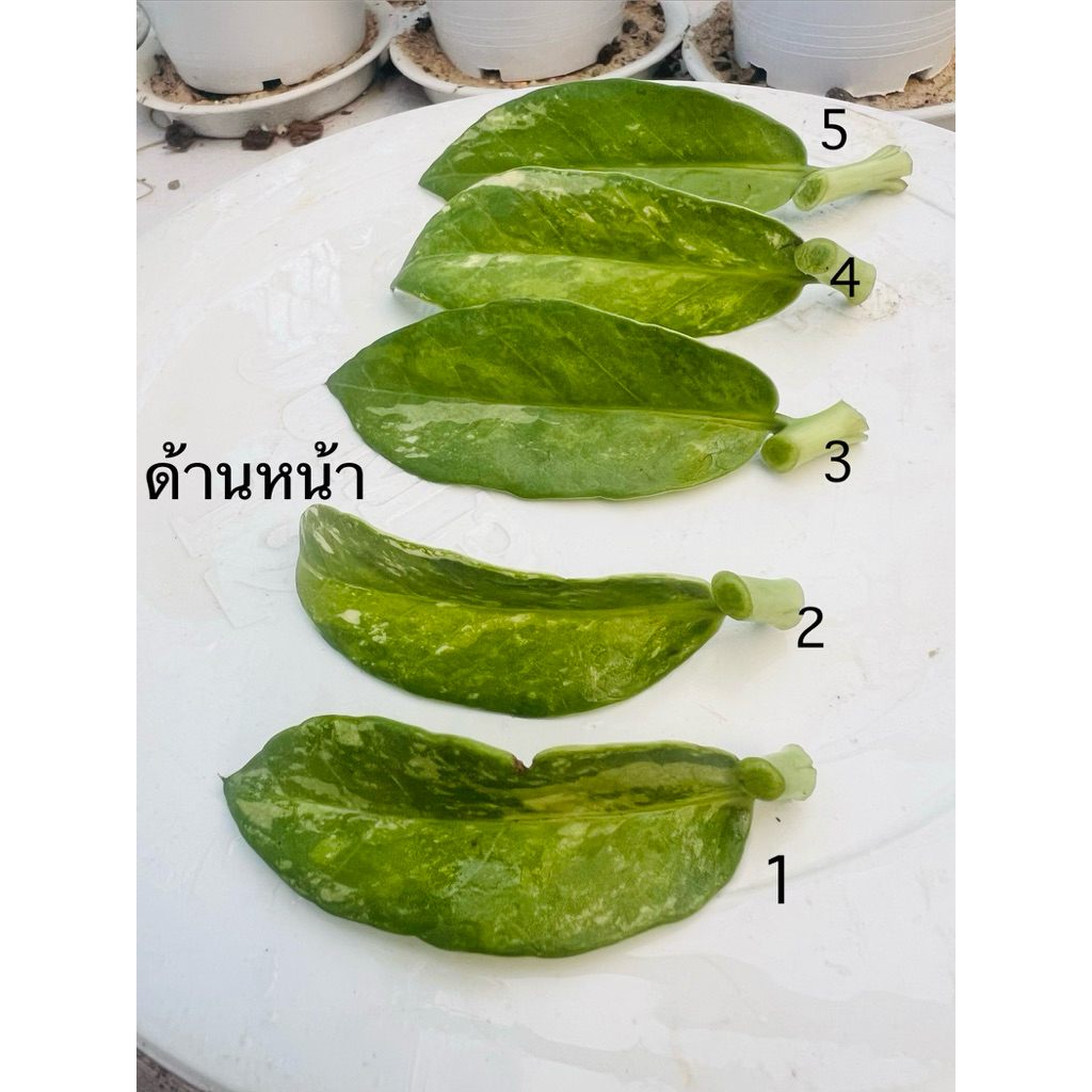กวักมรกตด่างขาวก้านเขียว ตัดชำน้ำ 5 มิย69 แบ่งขายราคาต่อ 1 ใบ