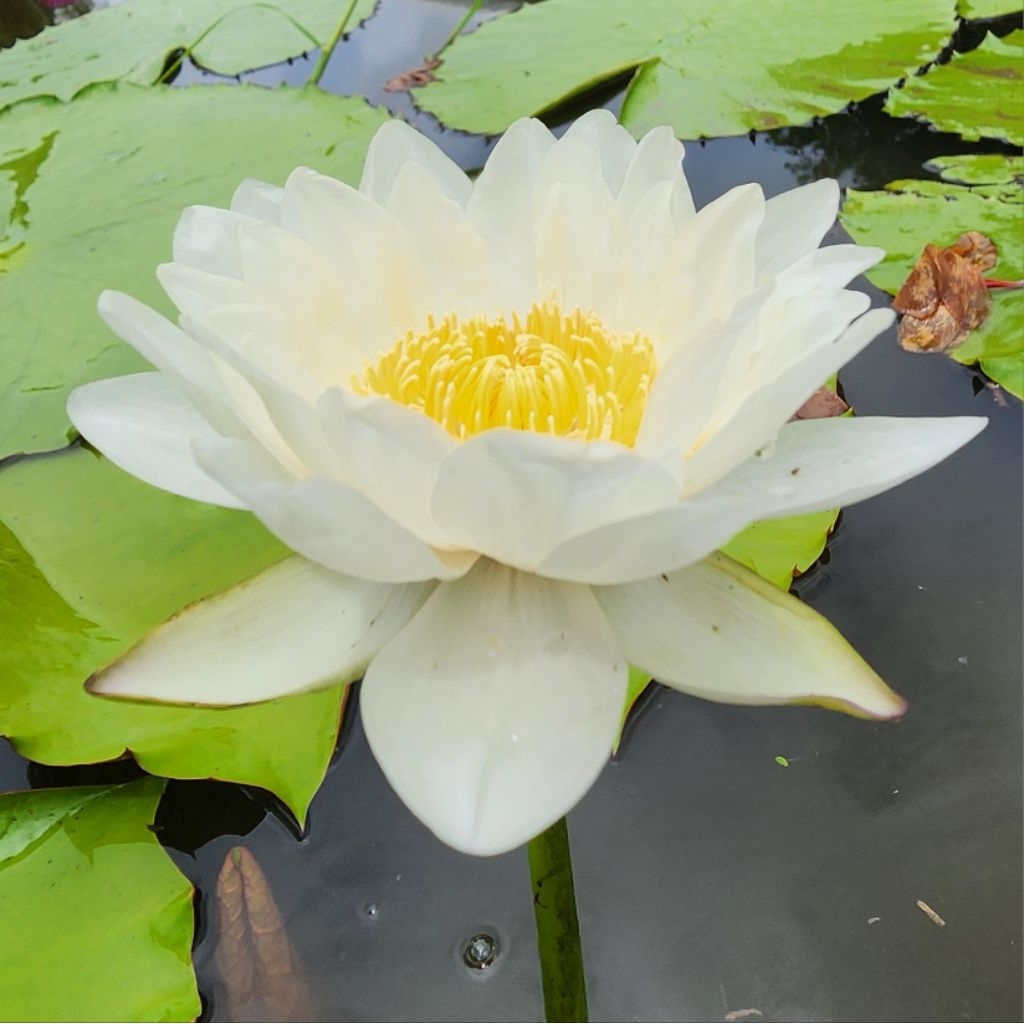 บัวยักษ์ออสเตรเลียสีขาว ไส้เหลือง เหลือบสีม่วงเล็กน้อยเป็นบางกลีบ ต้นใหญ่ติดดอกแล้ว จัดส่งแบบลำต้นล้างรากพร้อมปลูก
