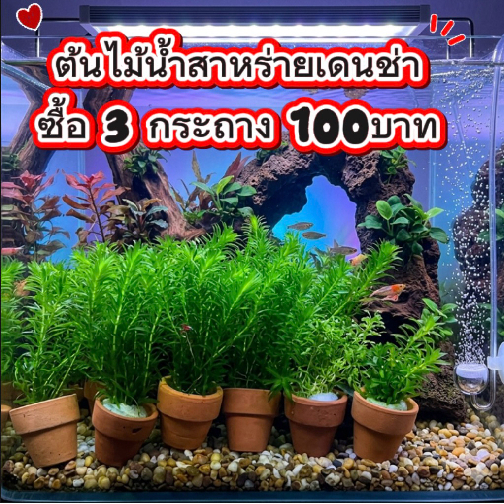 ต้นสาหร่ายเดนช่าใส่ตู้ปลา บ่อปลา(ซื้อ 3กระถาง 100บาท)