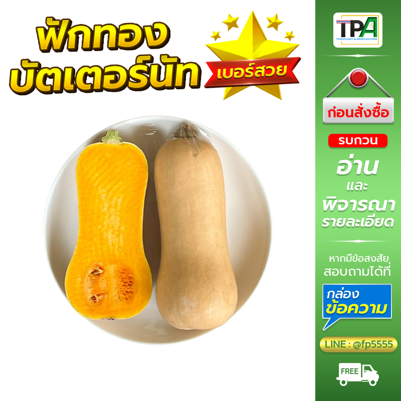 ฟักทองบัตเตอร์นัท 1, 2, 3, 4, 5 กก. (เบอร์สวย ผิวสวย เนื้อสวย) - Butternut Squash (Fruit).