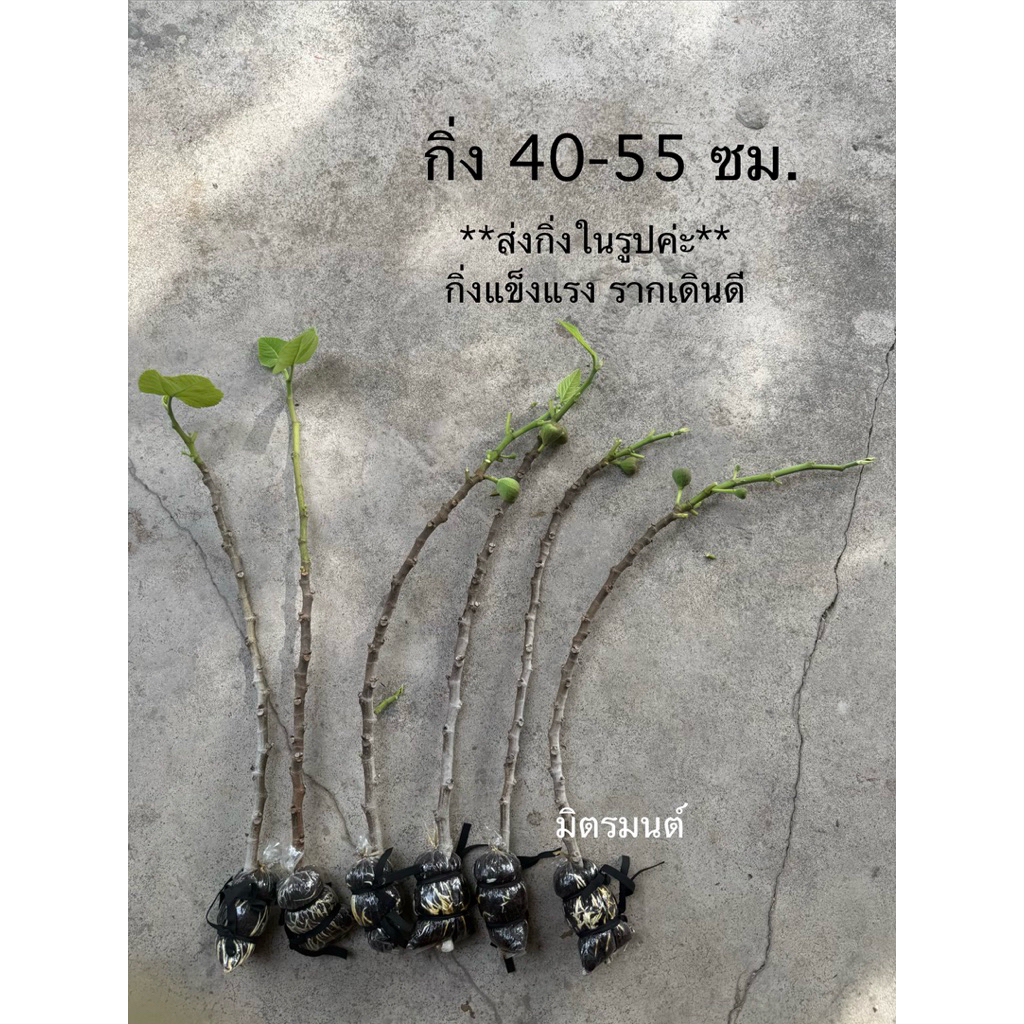 พร้อมส่ง กิ่งในรูป ขอคนรับจริงเท่านั้นค่ะ‼️🪴กิ่งตอน มะเดื่อฝรั่ง fig อิรักกี้ Iraqi กิ่งตามรูป