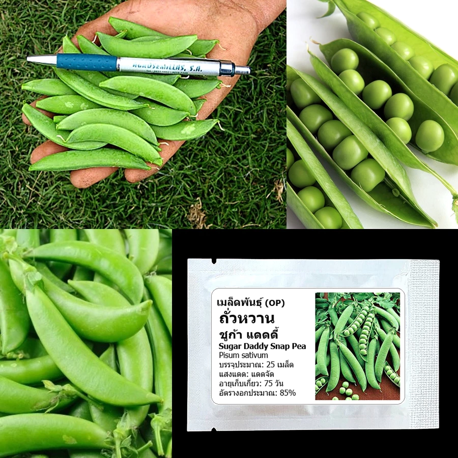 เมล็ดพันธุ์ ถั่วหวาน, ถั่วลันเตาหวาน Sugar Daddy Snap Pea Seed บรรจุ 25 เมล็ด คุณภาพดี ของแท้ 100%