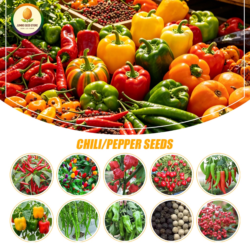 คุณภาพดี เมล็ดพันธุ์ผัก/พริก/พริกหวาน/พริกหม่าล่า/พริกไทยVegetable/chili/pepper seeds