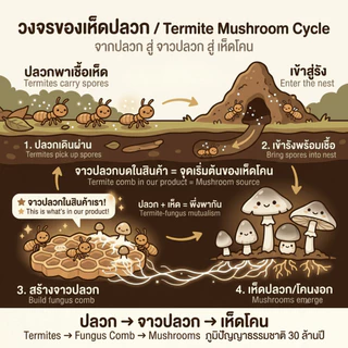 เชื้อเห็ดป่ารวม ระโงก ตับเต่า ปลวก