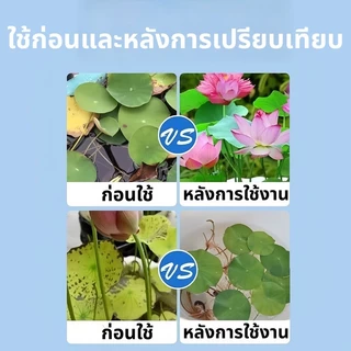 ส่งสินค้าทุกวัน ปุ๋ยบัว 150/200g ปุ๋ยไม้น้ํา บำรุงราก เร่งดอก สีสันสดใส บำรุงโตไว ไม่มีอันตรายกับปลา