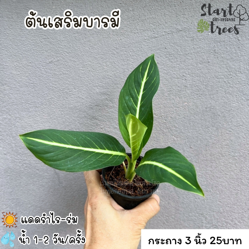 ต้นเสริมบารมี ซื้อ 5 ต้นแถม ปุ๋ย