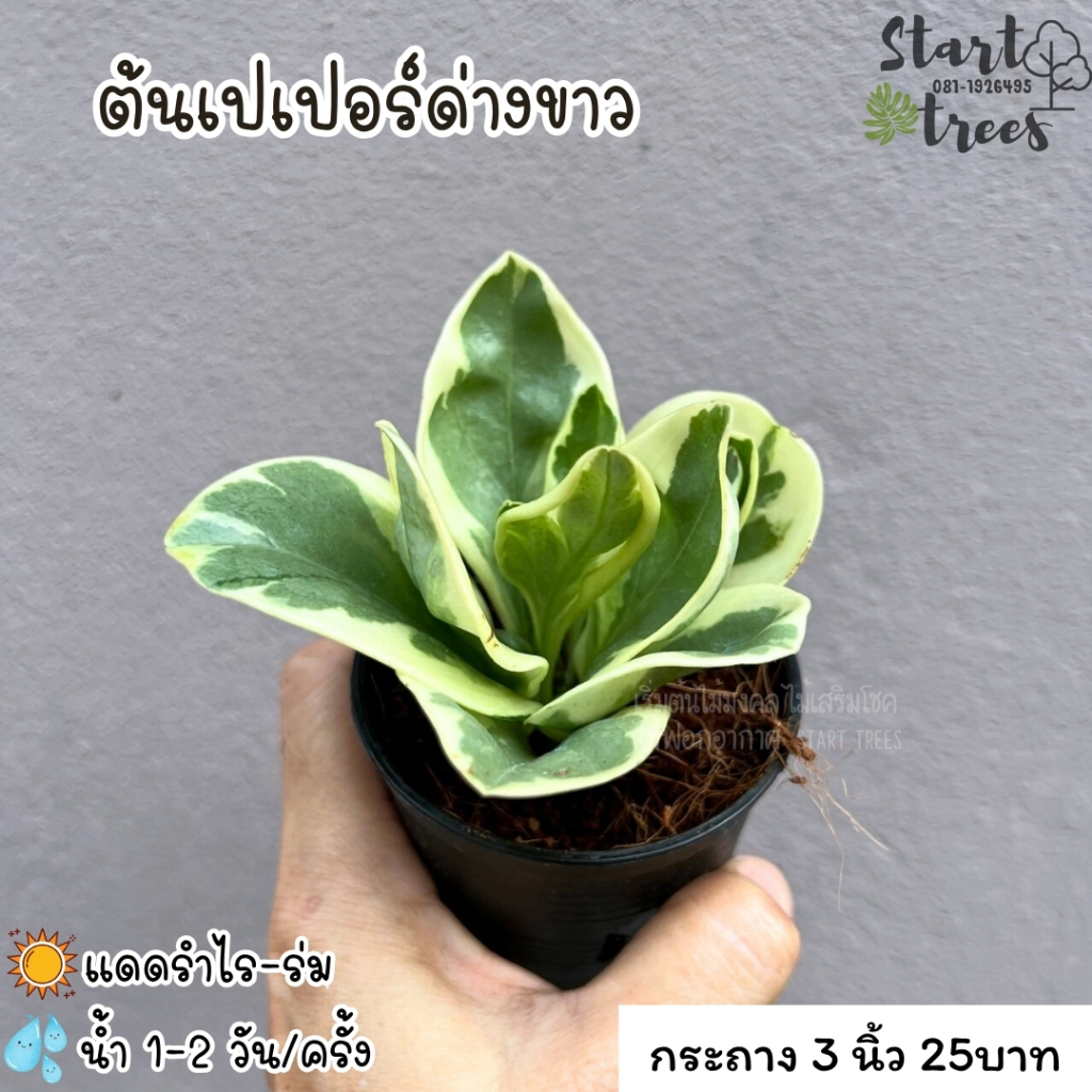 ต้นเปเปอร์ด่างขาว ซื้อ 5 ต้นแถมปุ๋ย