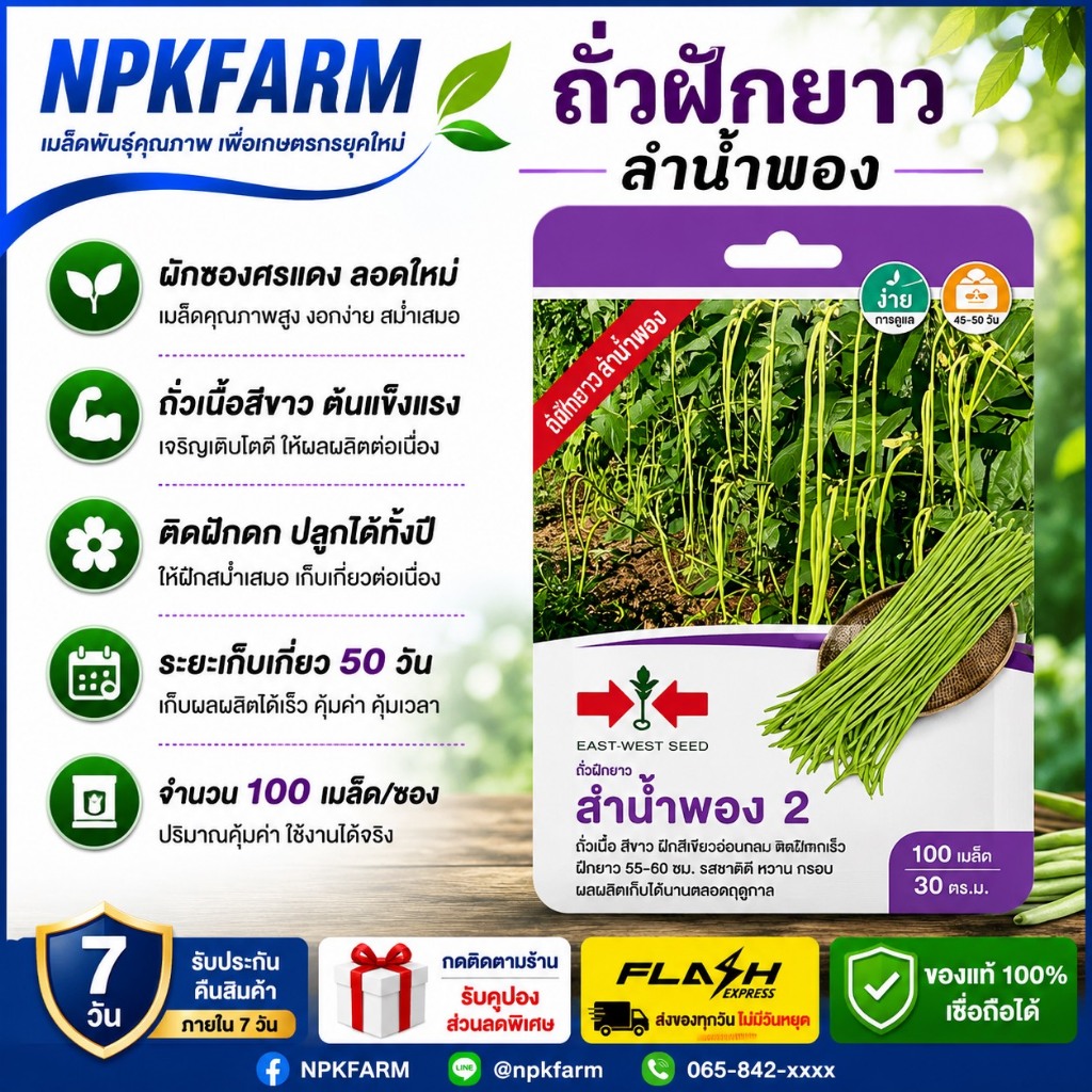 ผักซองศรแดง ถั่วฝักยาว ลำน้ำพอง 2 จำนวน 100 เมล็ด หมดอายุ 24/8/2570 เมล็ดสีขาวล้วน ผลผลิตสูง