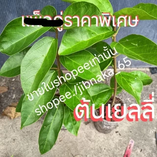 ุต้นเยลลี่ (cincau) กิ่งชำ ต้นทรงพุ่ม (9ส.ค.2569)พร้อมส่ง สอบถามได้ครับ