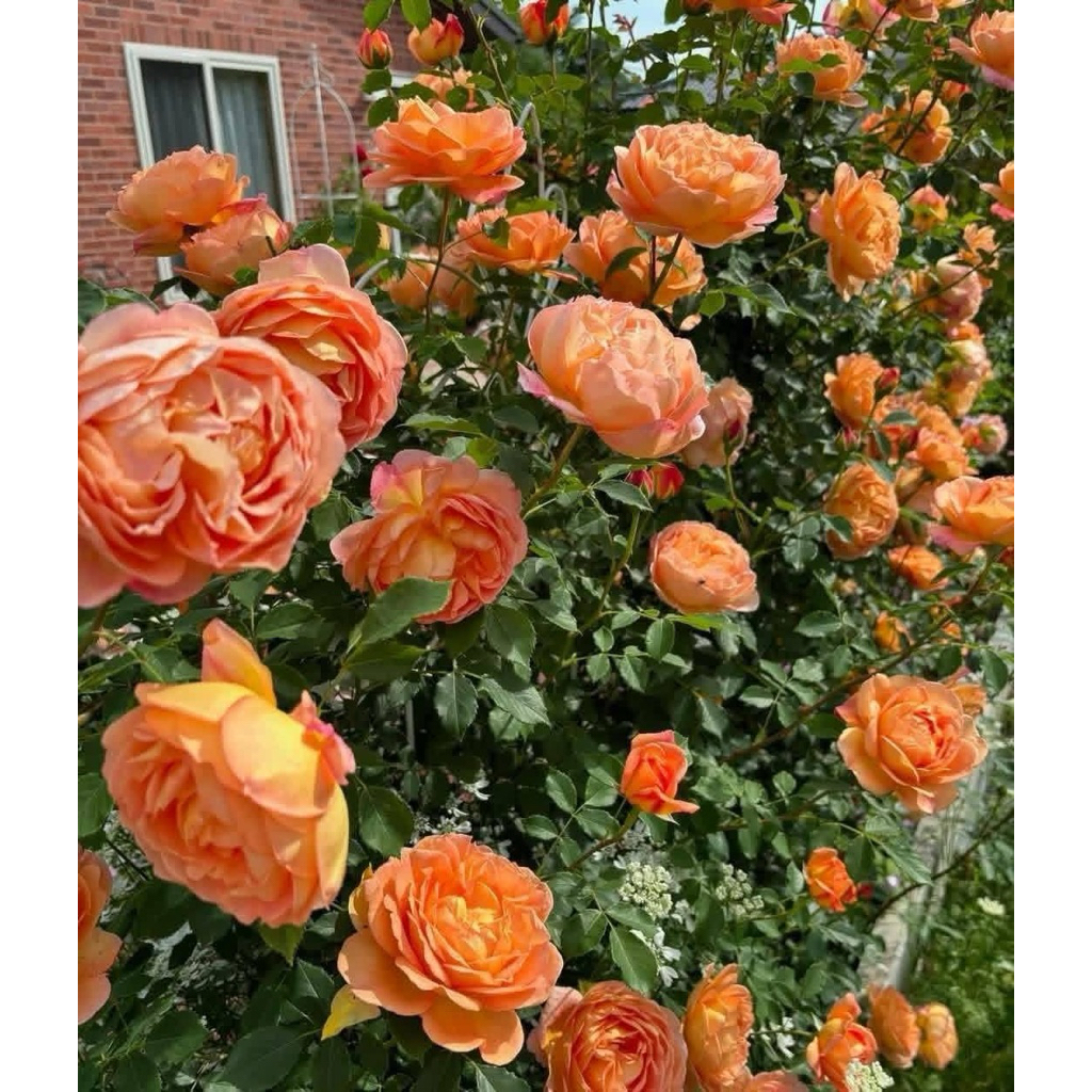 กุหลาบเลื้อย-เลดี้ออฟชาลอต ..Lady of shalott.. สีเหลืองอมสีส้มแอพพลิคอท หอมแรง