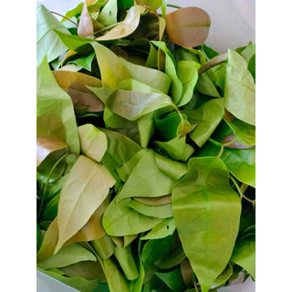 🌱ผักเหลียงสด ใบเหลียงอ่อน 🌱 คัดใบเก็บใหม่ทุกวัน ส่งตรงจากชุมพร ผักเหลียงออร์แกนิก ปลอดสารพิษเคมี 100 %