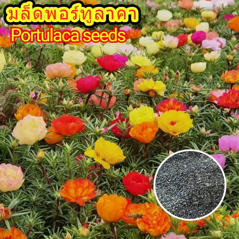 เมล็ดพอร์ทูลาคา ดอกซ้อนหลายเฉดสี ทนแล้ง ออกดอกยาวนาน เหมาะปลูกกระถางระเบียง ปูพื้นตกแต่งสวน