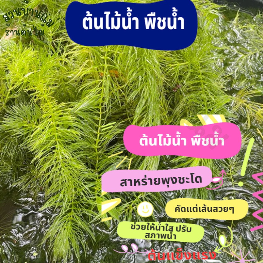 ส่งรวดเร็ว สาหร่ายพุงชะโด คัดพิเศษเส้นยาวพวงใหญ่ๆ ต้นไม้น้ำ สำหรับเลี้ยงในตู้ปลา ในอ่างปลา สาหร่าย จำหน่ายผ่าน shopee