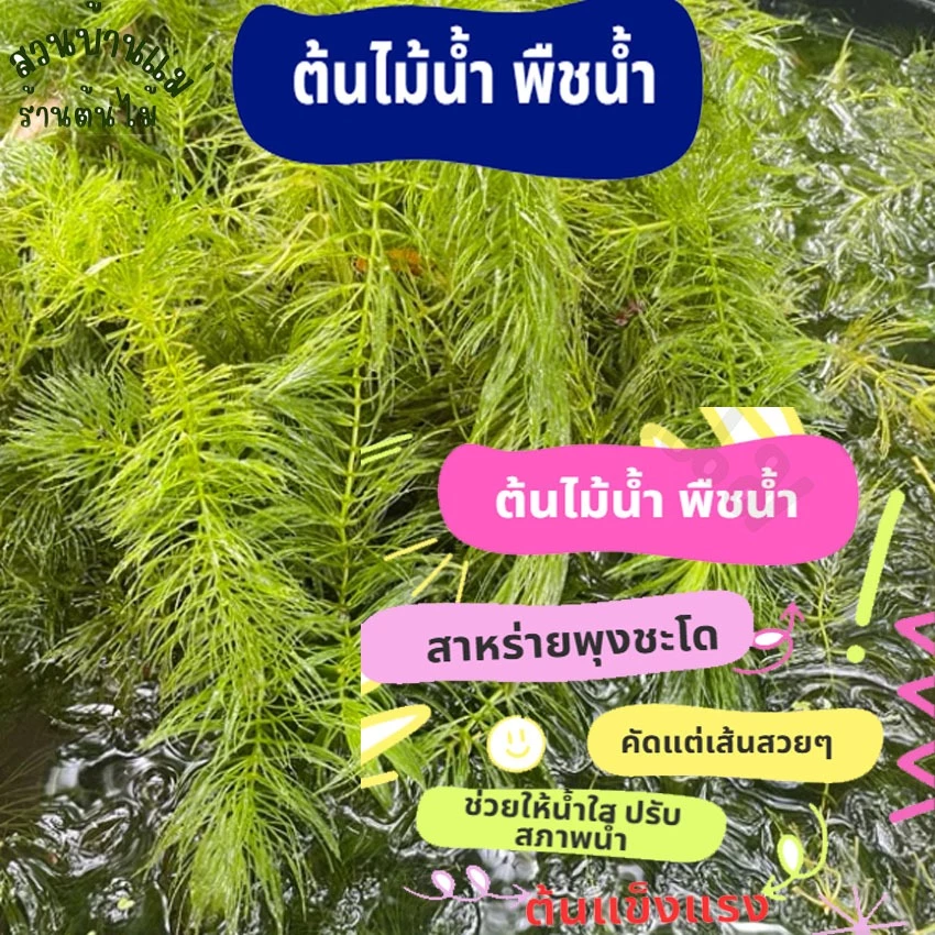 ส่งรวดเร็ว สาหร่ายพุงชะโด คัดพิเศษเส้นยาวพวงใหญ่ๆ ต้นไม้น้ำ สำหรับเลี้ยงในตู้ปลา ในอ่างปลา สาหร่าย จำหน่ายผ่าน shopee