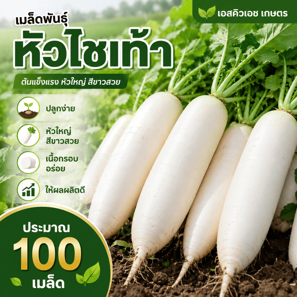 เมล็ดหัวไชเท้าพันธุ์ดี หัวใหญ่ตรงรสหวาน ไม่ขม ต้านโรคงอกง่าย บรรจุ 100 เมล็ด/แพ็ค
