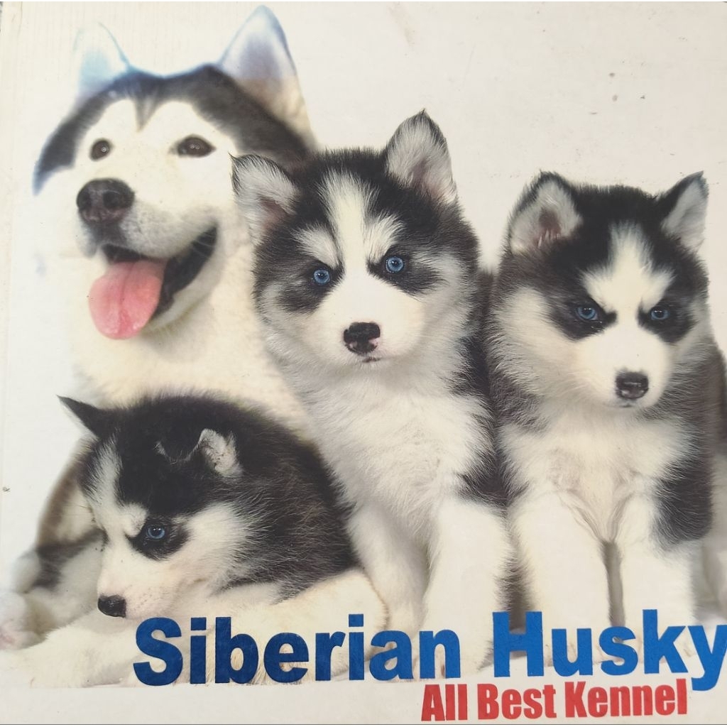 Siberian Husky โดย All Best Kennel ปกแข็ง
มีเขียนหน้ารอง