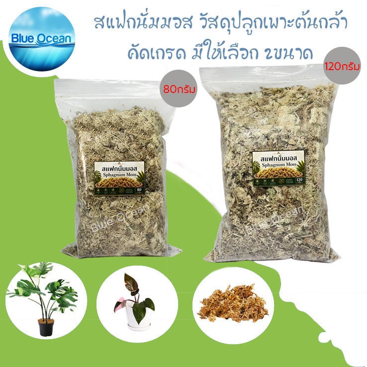 สเปกนั่มมอส สแฟกนั่มมอส 80/120กรัม sphagnum moss A++ วัสดุปลูก เพาะต้นกล้า เก็บความชุ่มชื้นให้กับต้นไม้ เกรดสูง