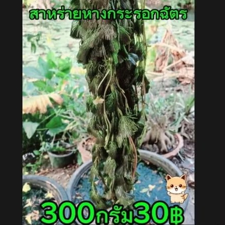 แบบชั่งสาหร่ายหางกระรอกฉัตร แบบชั่ง300กรัม