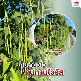 ถั่วฝักยาว เขียวดกเกษตร เมล็ดพันธุ์ ตราศรแดง บรรจุ 500กรัม