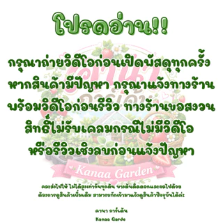ต้นกล้าสตรอเบอร์รี่ ราบิด้าพิ้งค์ (Rabida pink)