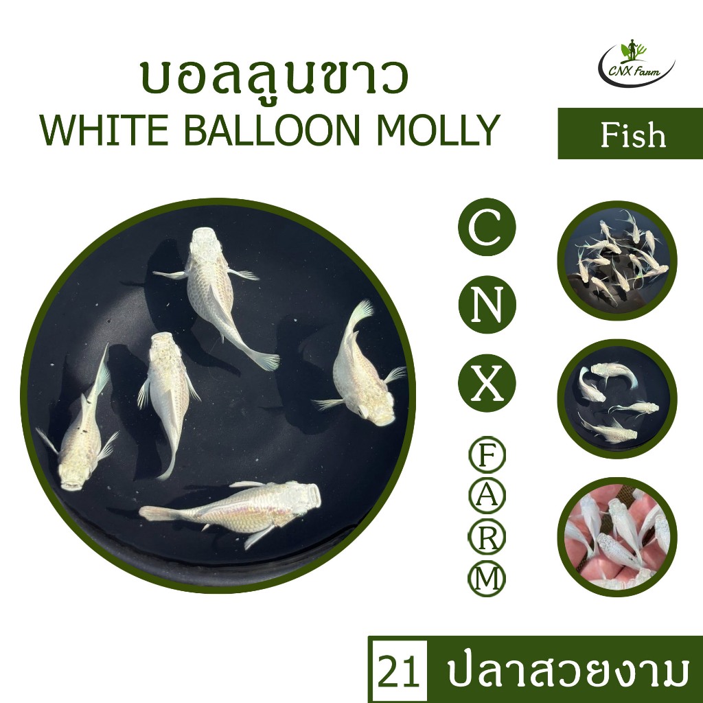 อาหารปลาบอลลูนขาว White Balloon Molly