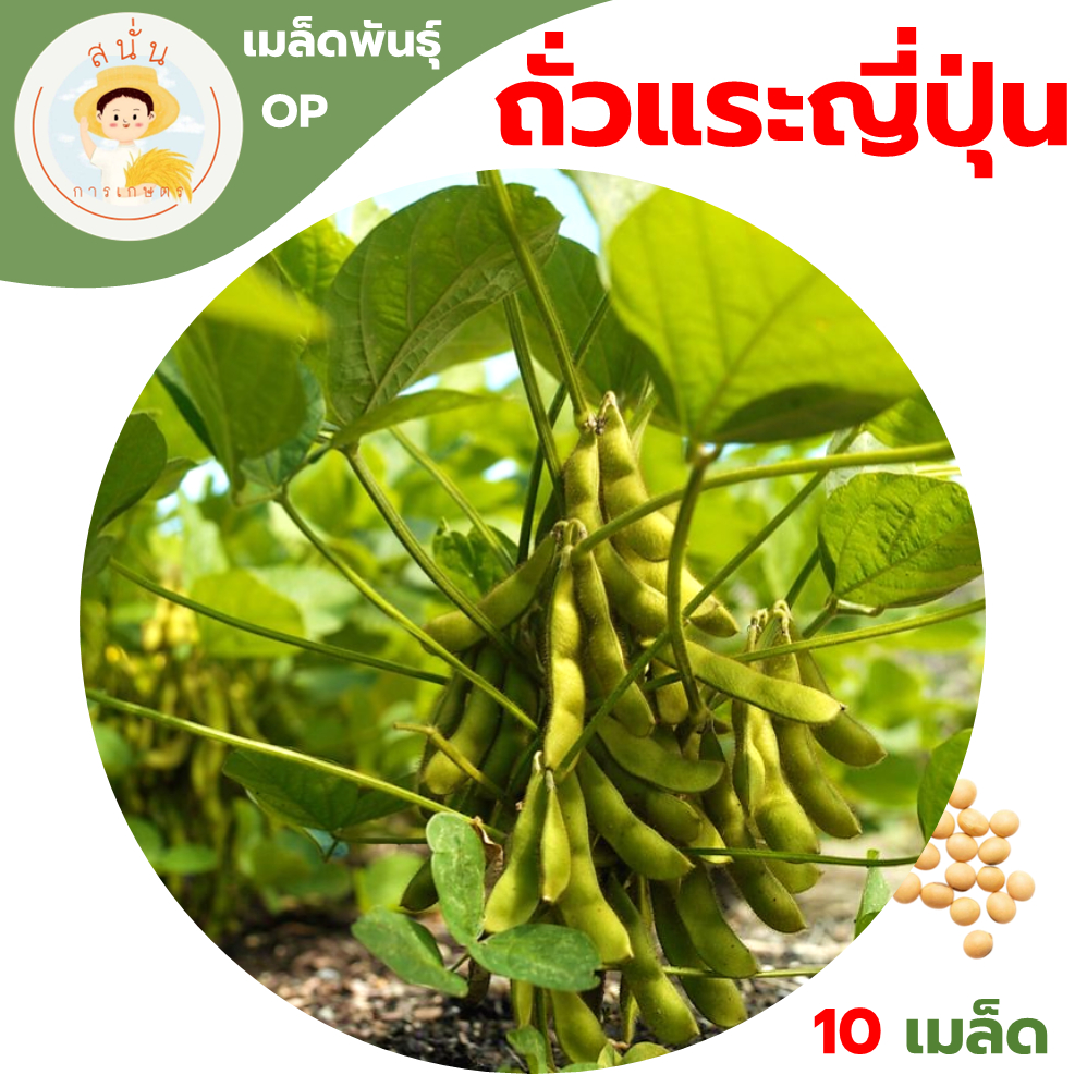 ถั่วแระญี่ปุ่น (Edamame Seeds) เมล็ดพันธุ์ ถั่วแระ ญี่ปุ่น ถั่วเหลืองฝักอ่อน เอดามาเมะ ขนาด 10 เมล็ด