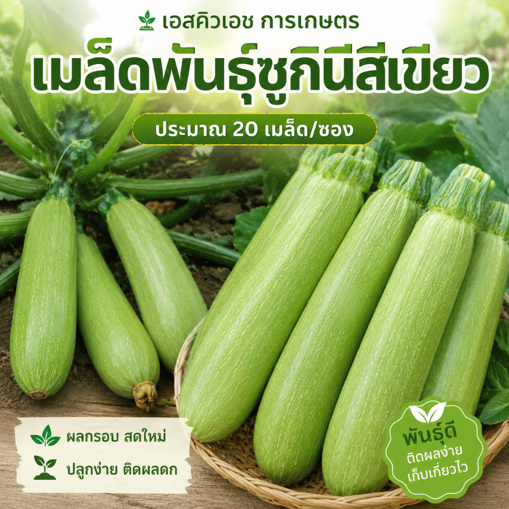 เมล็ดฟักเขียวสดใหม่ 20เมล็ด ต้านโรค ไม่เน่า ผิวเขียวเรียบเนียน