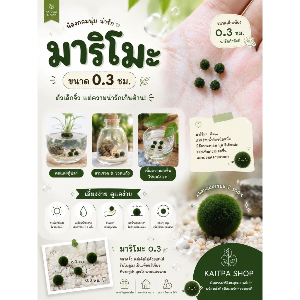 🌿 มาริโมะจิ๋ว ขนาด 0.3 ซม. 🌿น้องกลมนุ่ม สีเขียวธรรมชาติ ขนาดเล็กน่ารัก