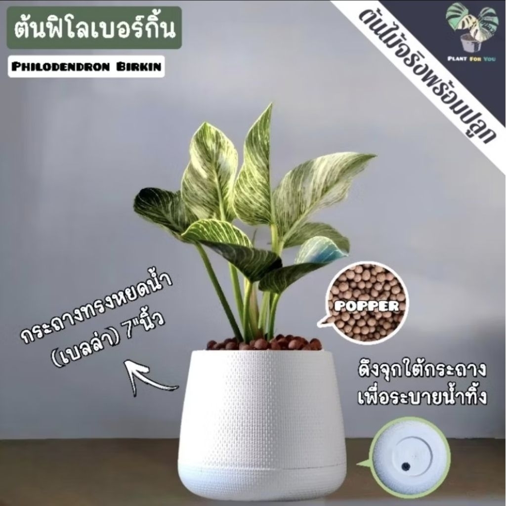 ต้นฟิโลเดนดรอนเบอร์กิ้น (Philodendron Birkin) "ต้นไม้ฟอกอากาศ" พร้อมกระถาง+เม็ดPopper+ขาตั้ง
