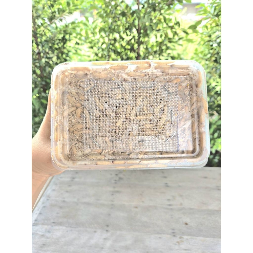 wax อาหารเสริมโปรตีน ราคาถูก Shopee Lazada