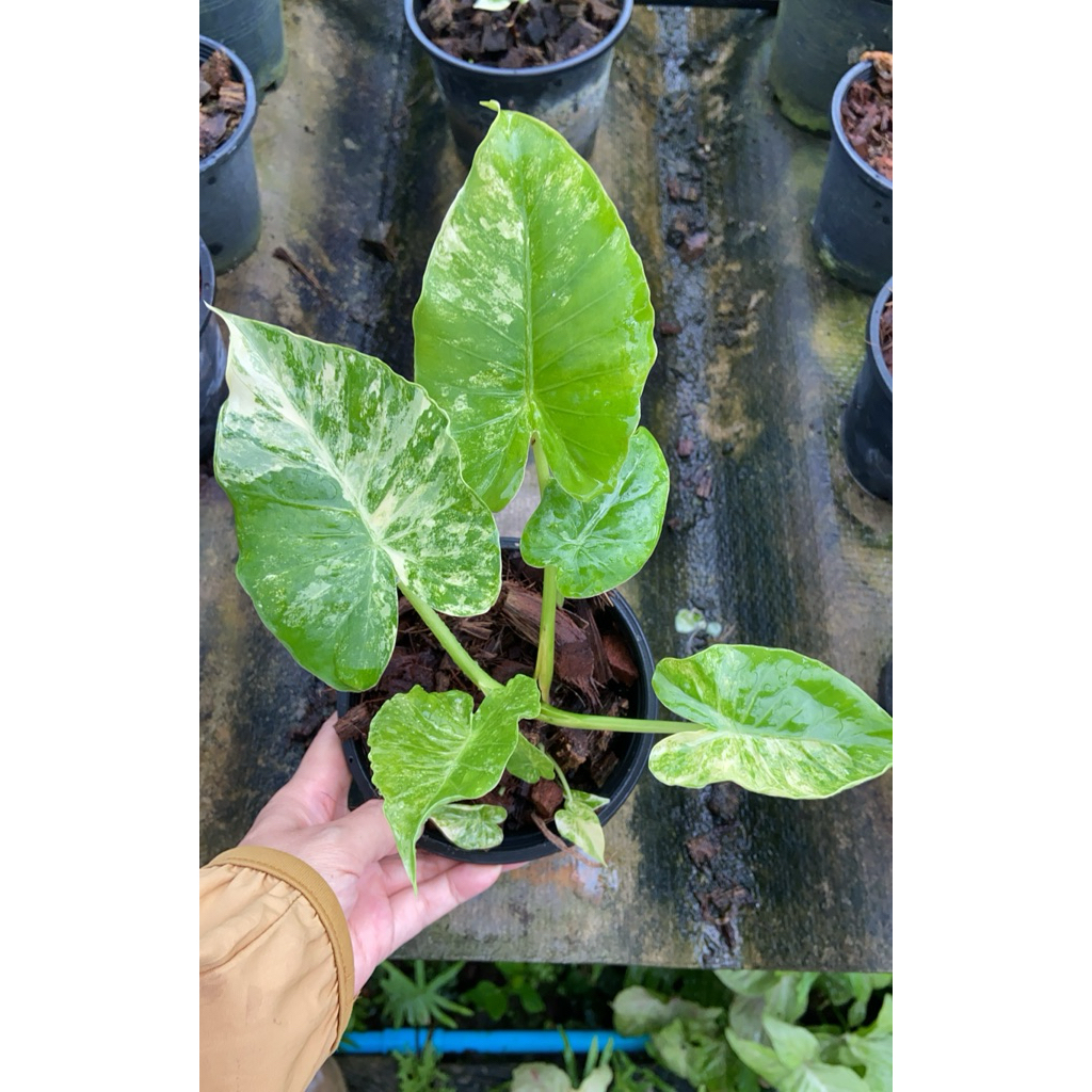 บอนหูช้างด่าง Alocasia Gageana Aurea Variegated