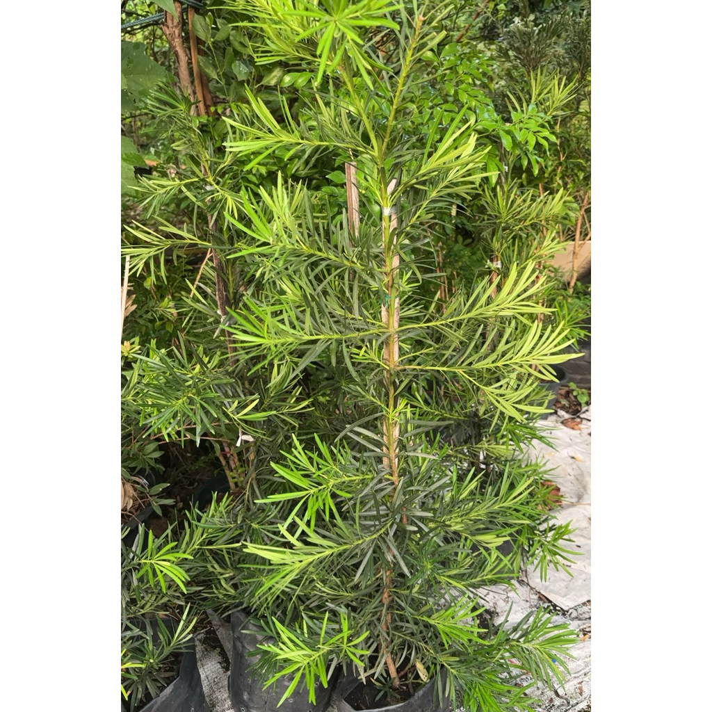 สนใบพายญี่ปุ่น สนใบพายญี่ปุ่น หรือสนจักรพรรดิ ต้นไม้มงคลความหมายดีใบสวย ไม่ผลัดใบ