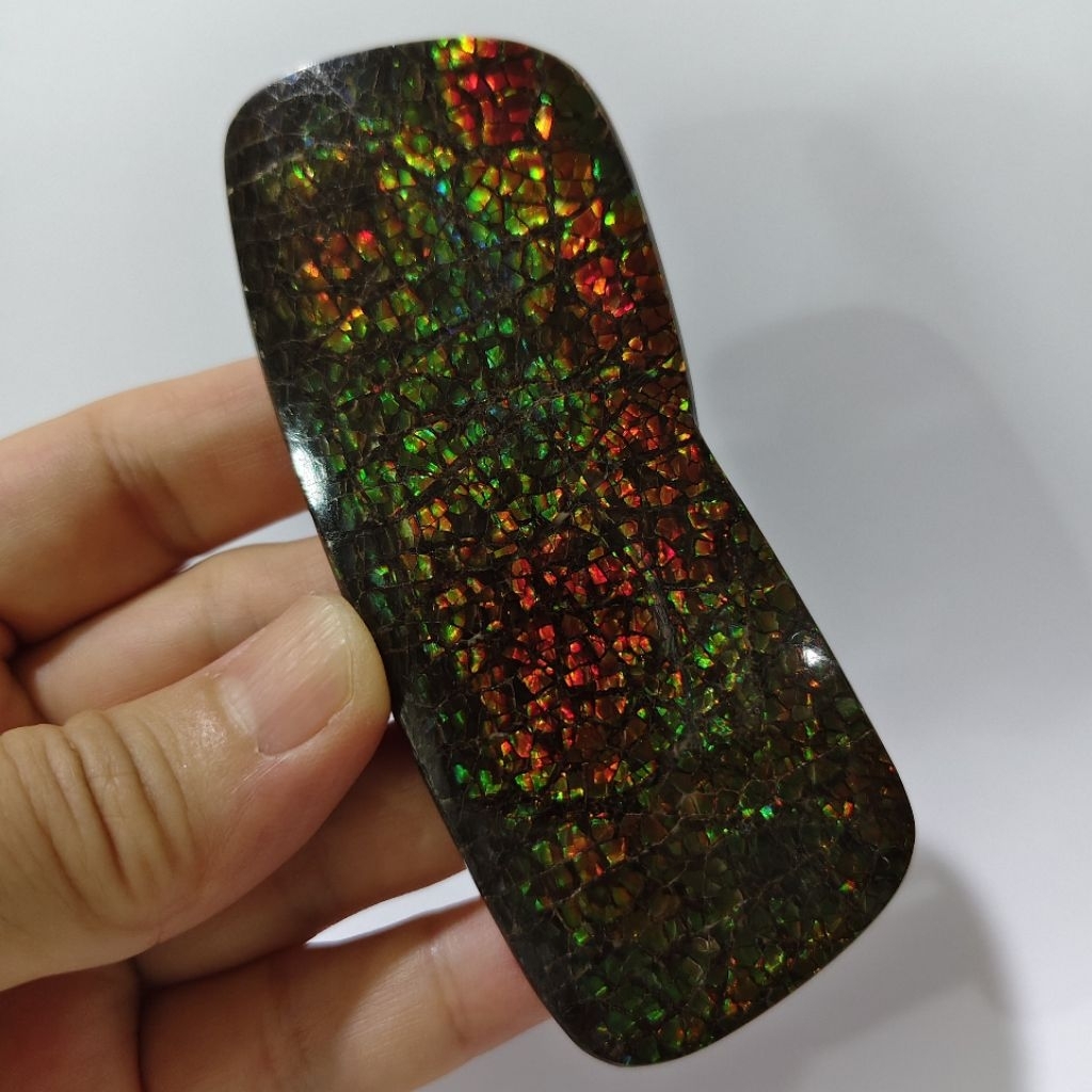 Ammolite แอมโมไลต์ (Ammolite) อัญมณีโลกล้านปีสุดหายาก อัญมณีนำโชค อัญมณีสะสม