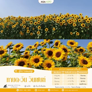 AGA AGRO I "ทานตะวัน วินเซนท์" ตัดดอก สายพันธุ์ยอดนิยมตลอดกาล-100เมล็ด-Helianthus Vincent