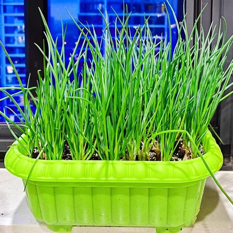 เมล็ดพันธุ์ ต้นหอม 300 เมล็ด ปลูกง่าย โตเร็ว Spring Onion Seeds