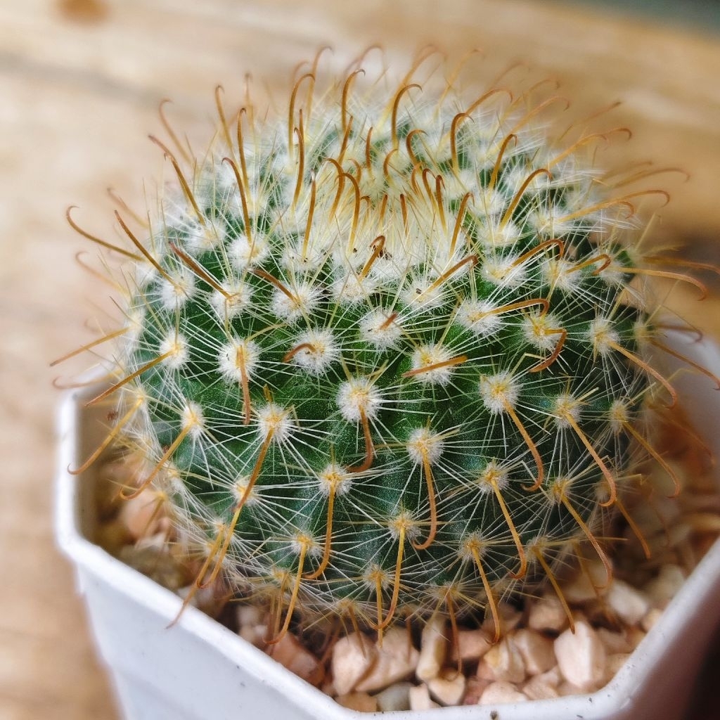 พาโรเดีย หนามตะขอ Parodia Aureispina แคคตัส กระบองเพชร cactus&succulent ราคา35บาทกระถาง2นิ้ว