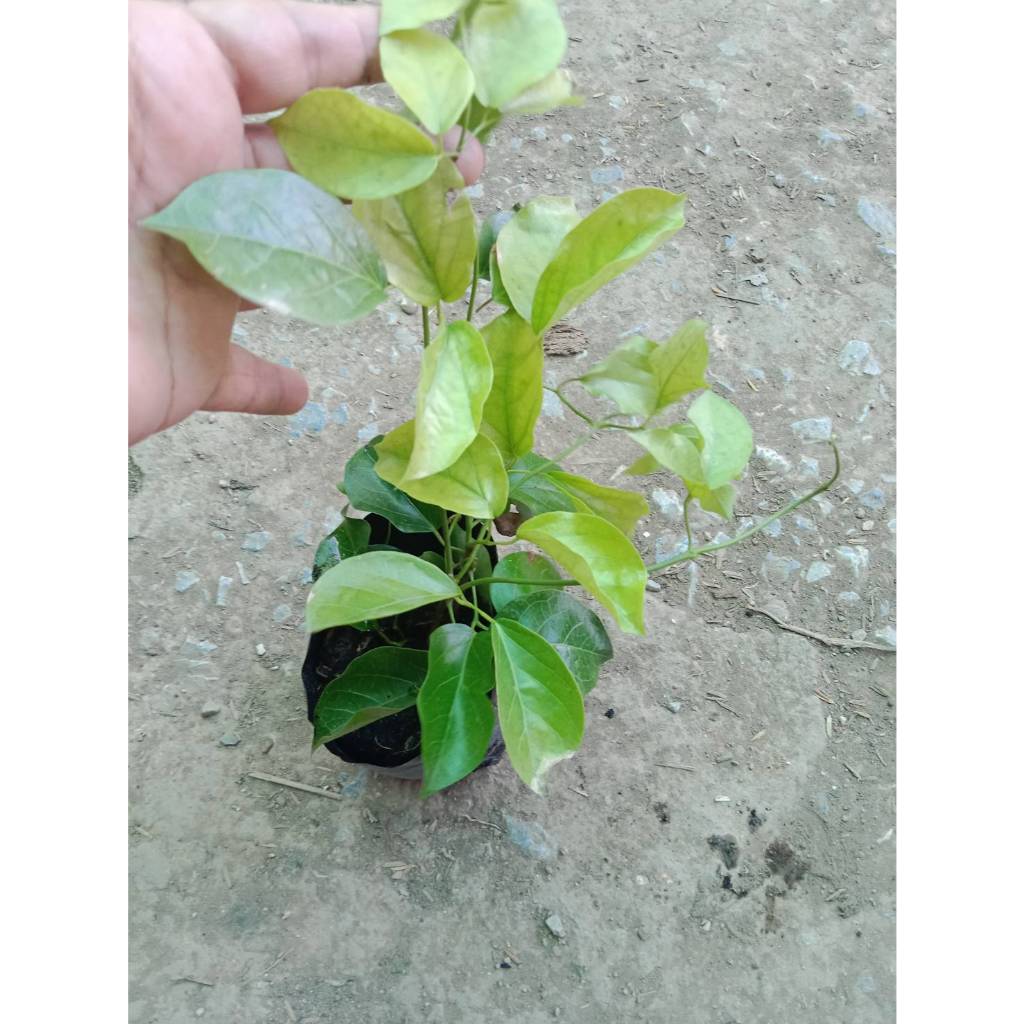 ต้นพันธุ์ ต้นเหลืองชัชวาลย์ ถุงดำพร้อมปลูก 49 บาท รูปที่ 2