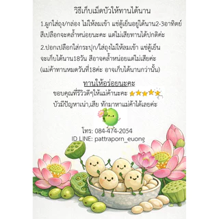 เม็ดบัวสด เม็ดบัวแกะแล้ว เก็บจากบ่อธรรมชาติ ปลอดสารเคมี